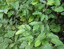 Carpinus betulus